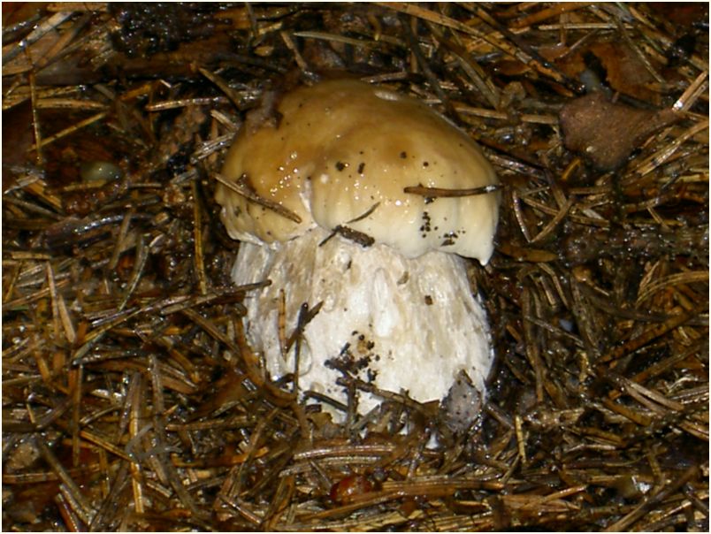 Javorek II. 2005 010